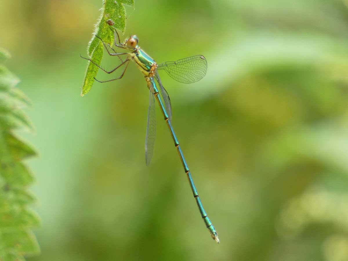 Chalcolestes_viridis